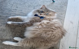 Ragdoll cats for stud: Handsome blue lynx Ragdoll for stud in Bathgate - Image 5
