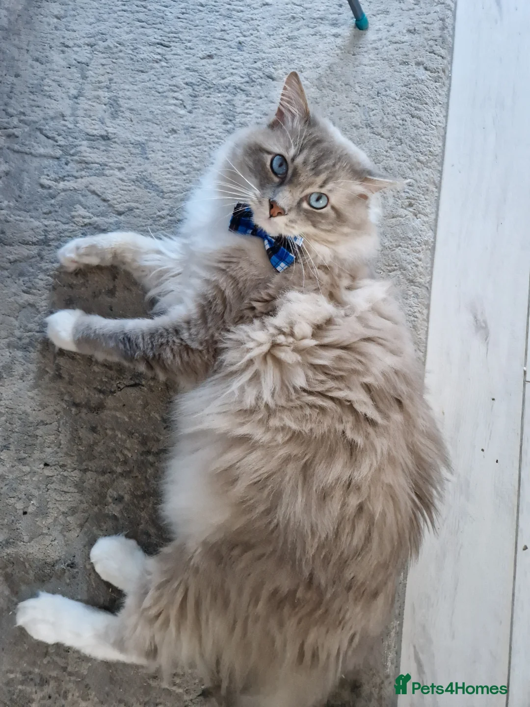 Ragdoll cats for stud: Handsome blue lynx Ragdoll for stud in Bathgate - Advert 6