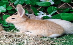 Continental Giant rabbits for sale: PURE BRED Continental Giants  VACCINATED RESERVE   - Image 8