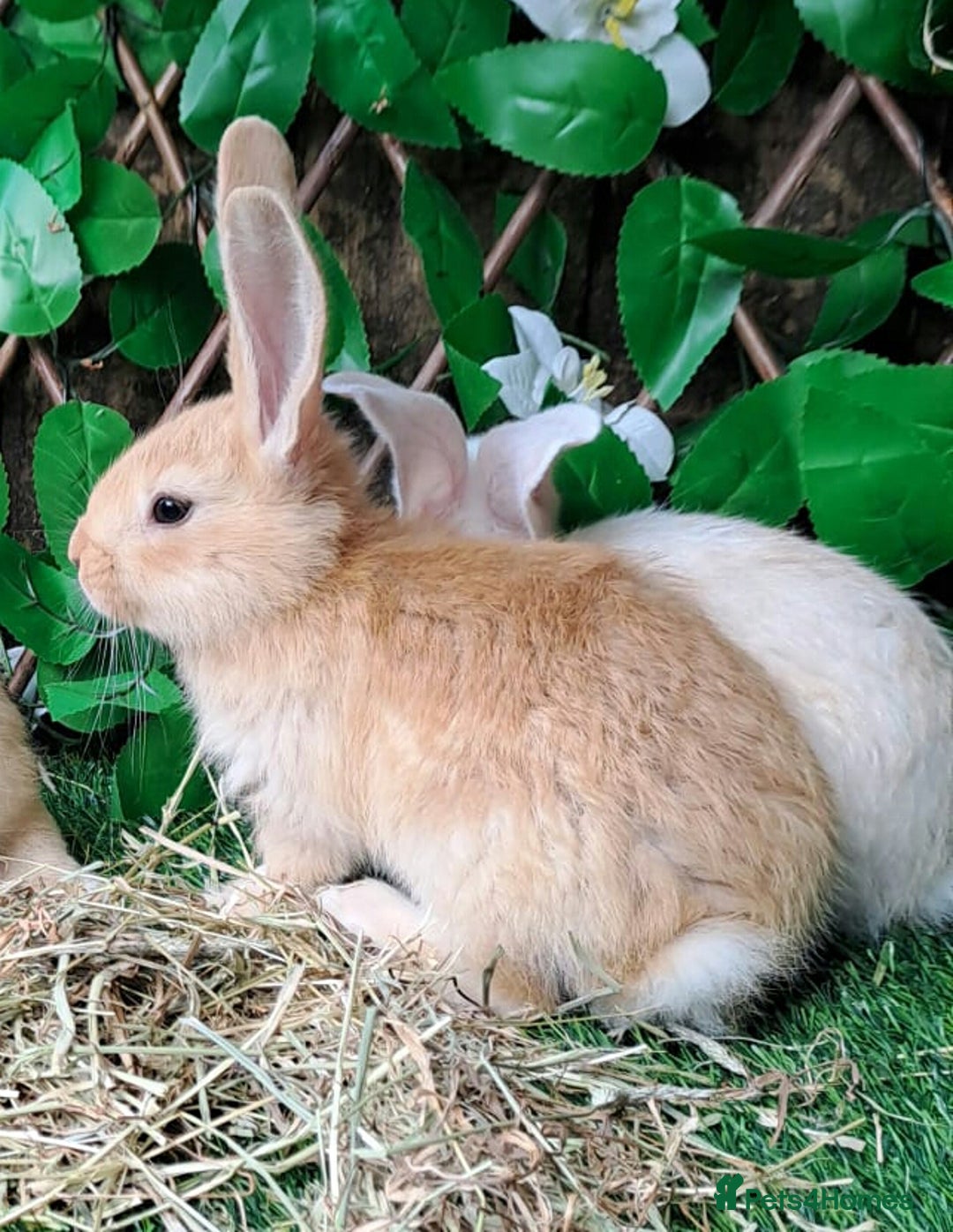 Continental Giant rabbits for sale: PURE BRED Continental Giants  VACCINATED RESERVE   - Image 8