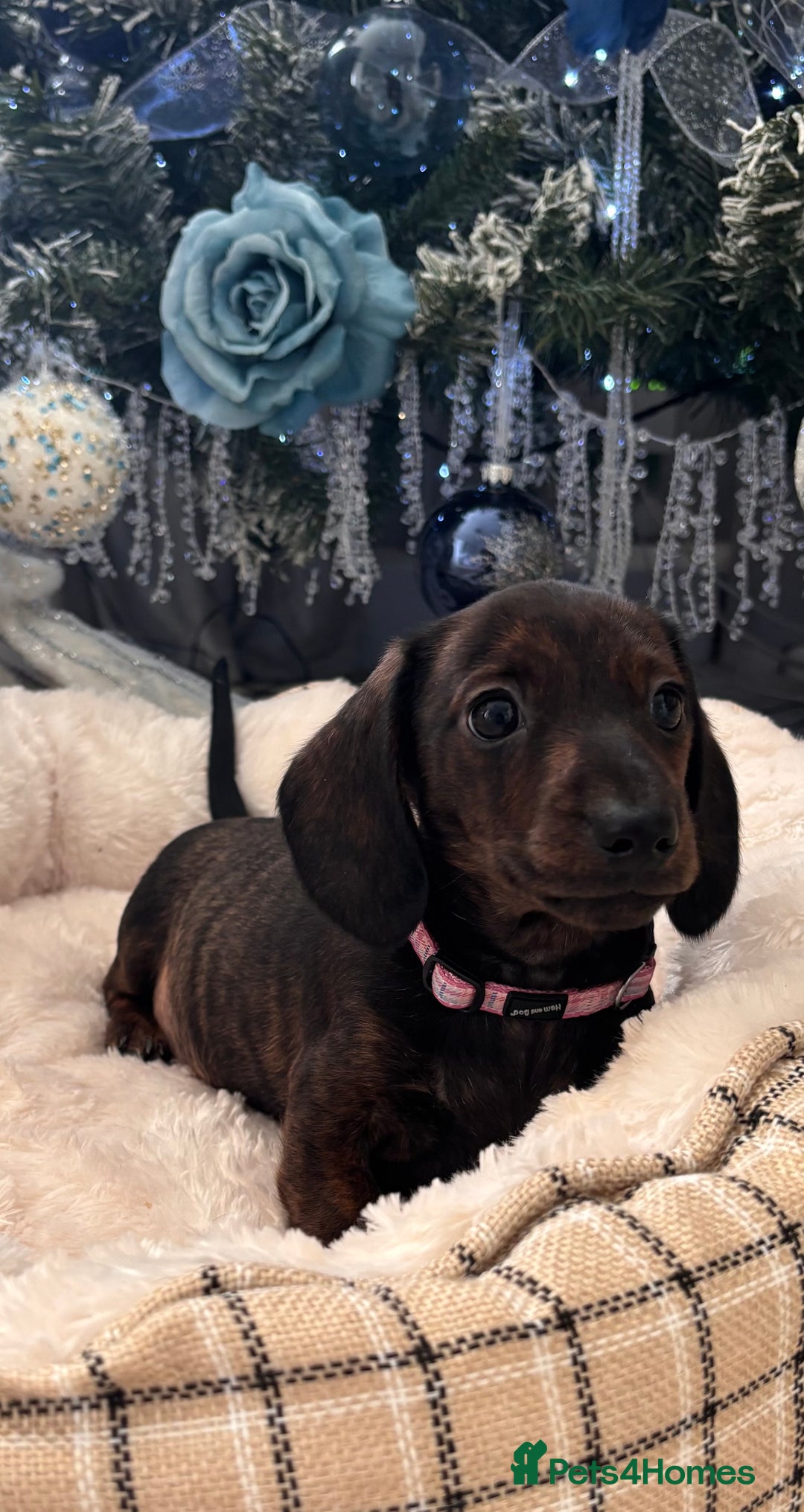 Miniature Dachshund dogs for sale: Miniature smooth dachshund puppy - Advert 2