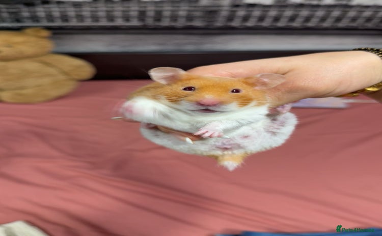 Hamster rodents - Advert 5