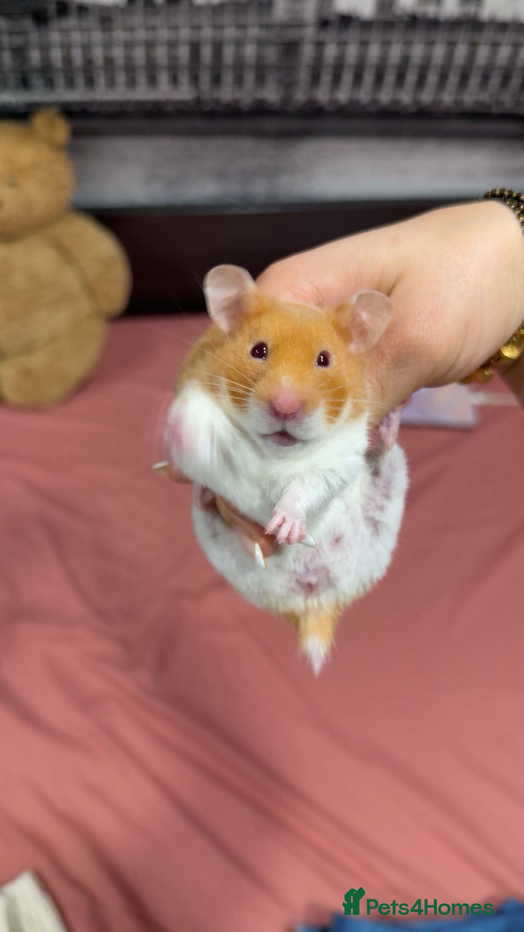 Hamster rodents for sale: Hamster up for adoption urgently! - Image 1