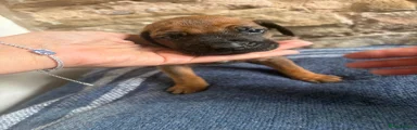 Rhodesian Ridgeback 7