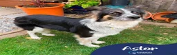 Mixed Breed dogs for adoption: Meet Astor, currently residing in Surrey in Aldershot - Advert 1