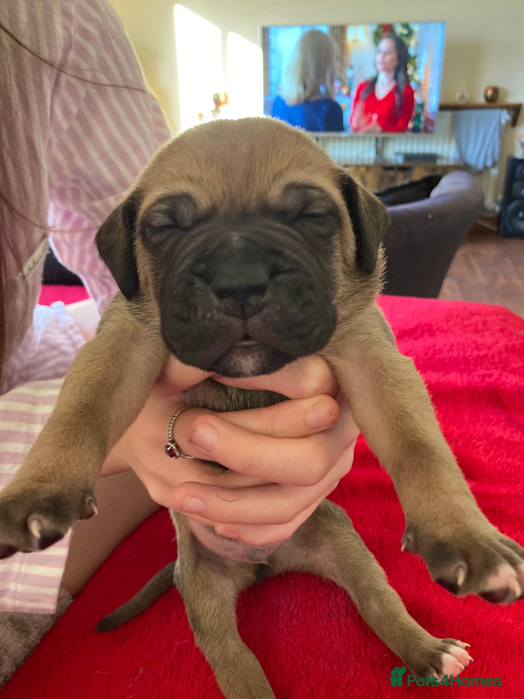Mixed Breed dogs for sale: Mastiff x Staffy Puppies  - Advert 10