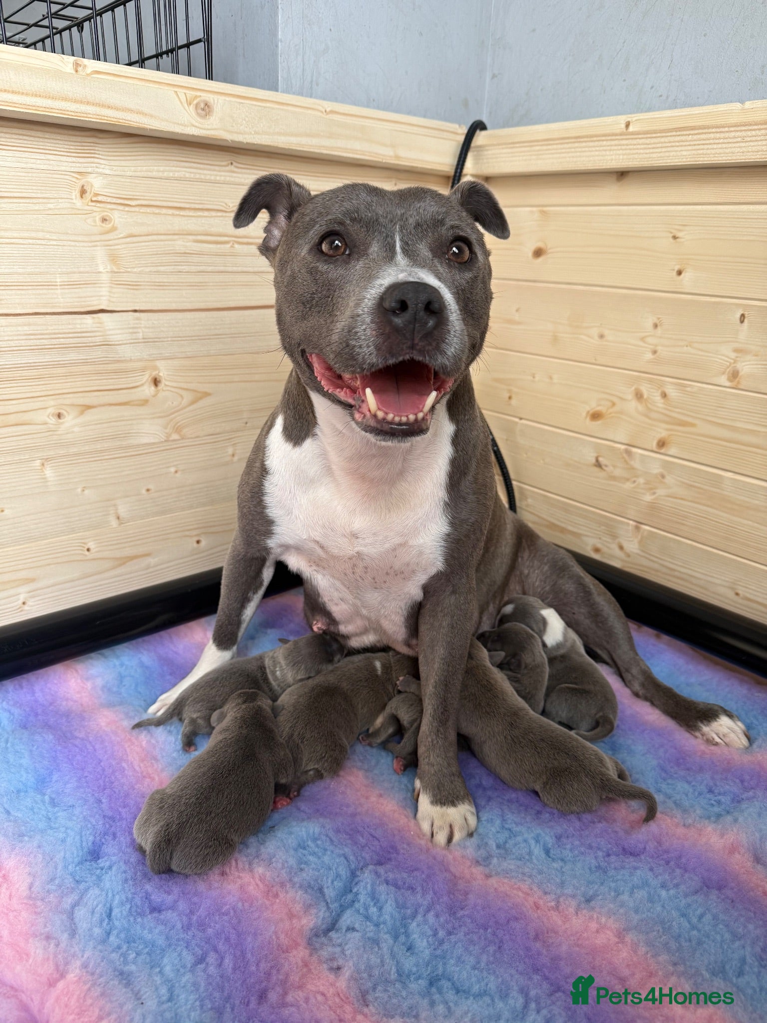 Staffordshire Bull Terrier dogs Staffordshire bull terrier puppies  - Advert 1