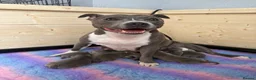 Staffordshire Bull Terrier dogs for sale: Staffordshire bull terrier puppies  in Kilmarnock - Advert 1