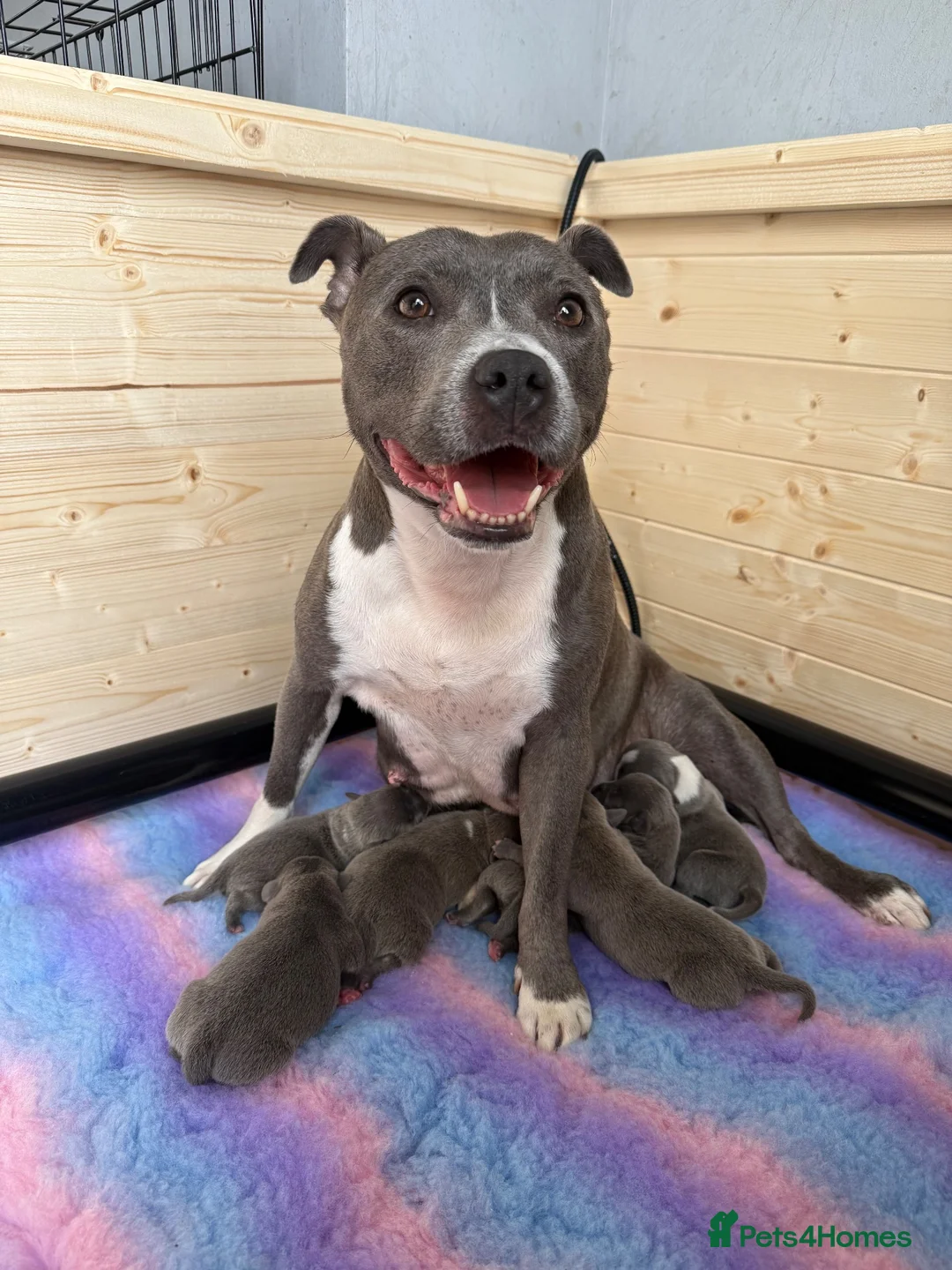 Staffordshire Bull Terrier dogs for sale: Staffordshire bull terrier puppies  in Kilmarnock - Advert 1