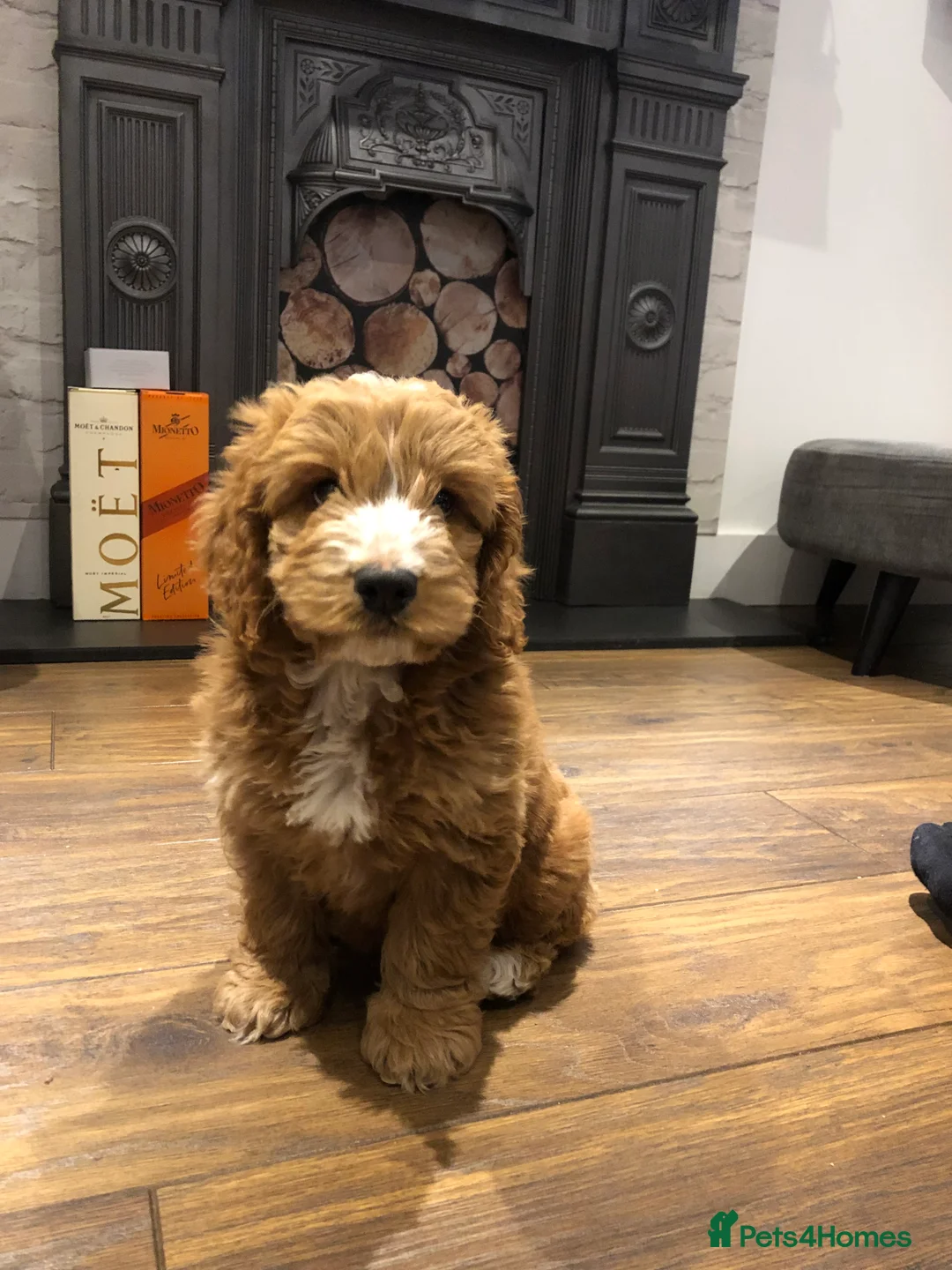 Cockapoo dogs for stud: Proven Red F1 Cockapoo Stud in Belfast - Advert 5