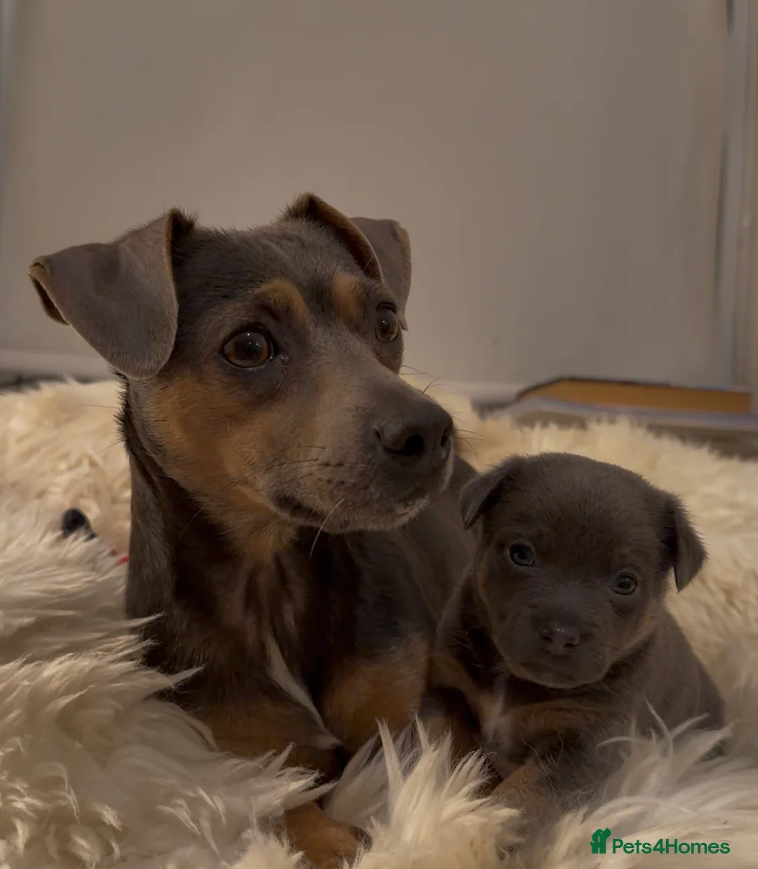 Jack Russell dogs for sale: Stunning blue and blue tri JRT pups - Advert 4