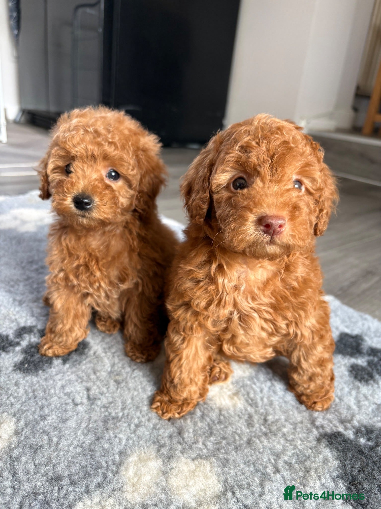 Cavapoo dogs Exceptional health tested Cavapoo puppies - Advert 1