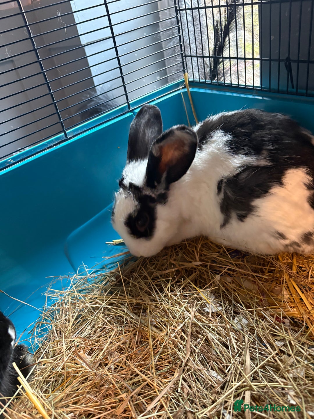 English rabbits for sale: 2 brothers  - Image 3