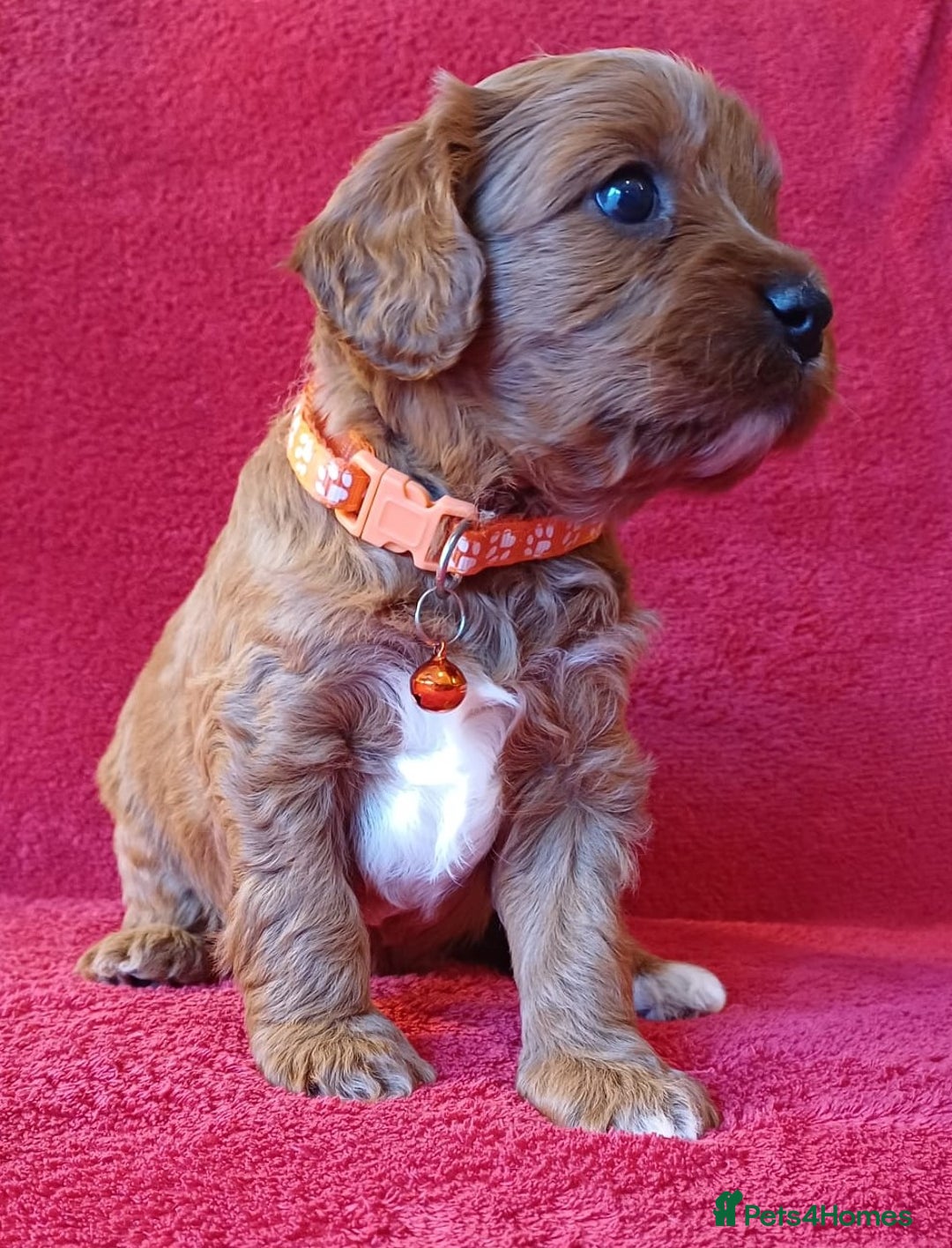 Cavapoo dogs for sale: F2 Cavapoo, Dog breeding license - Advert 13