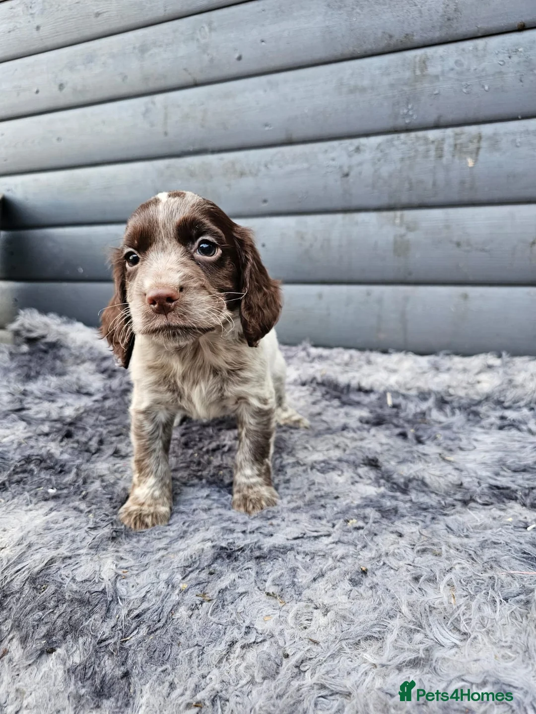 Cocker Spaniel dogs for sale: Cocker spaniels puppys  - Advert 8