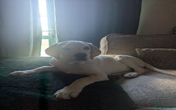 Labrador Retriever dogs for sale: Labrador puppy for sale - Image 2