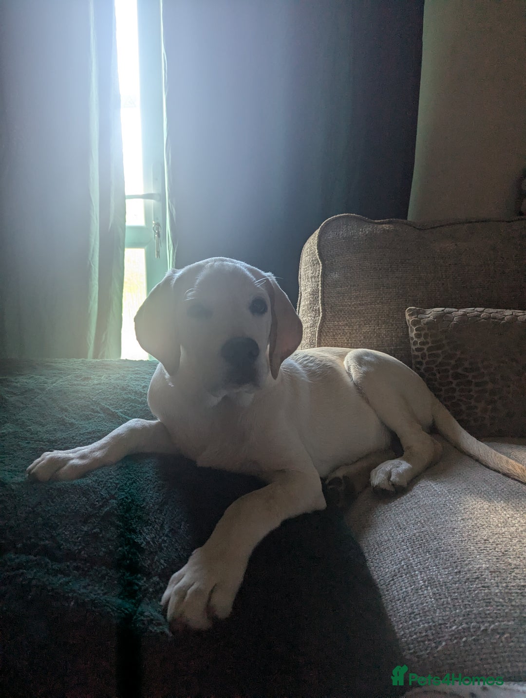 Labrador Retriever dogs for sale: Labrador puppy for sale - Image 2