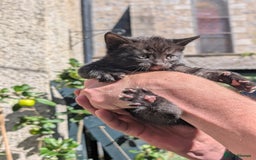 Mixed Breed cats for sale: 3 adorable kittens  - Image 7