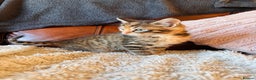 Bengal cats for sale: Mixed bengal male - Advert 5