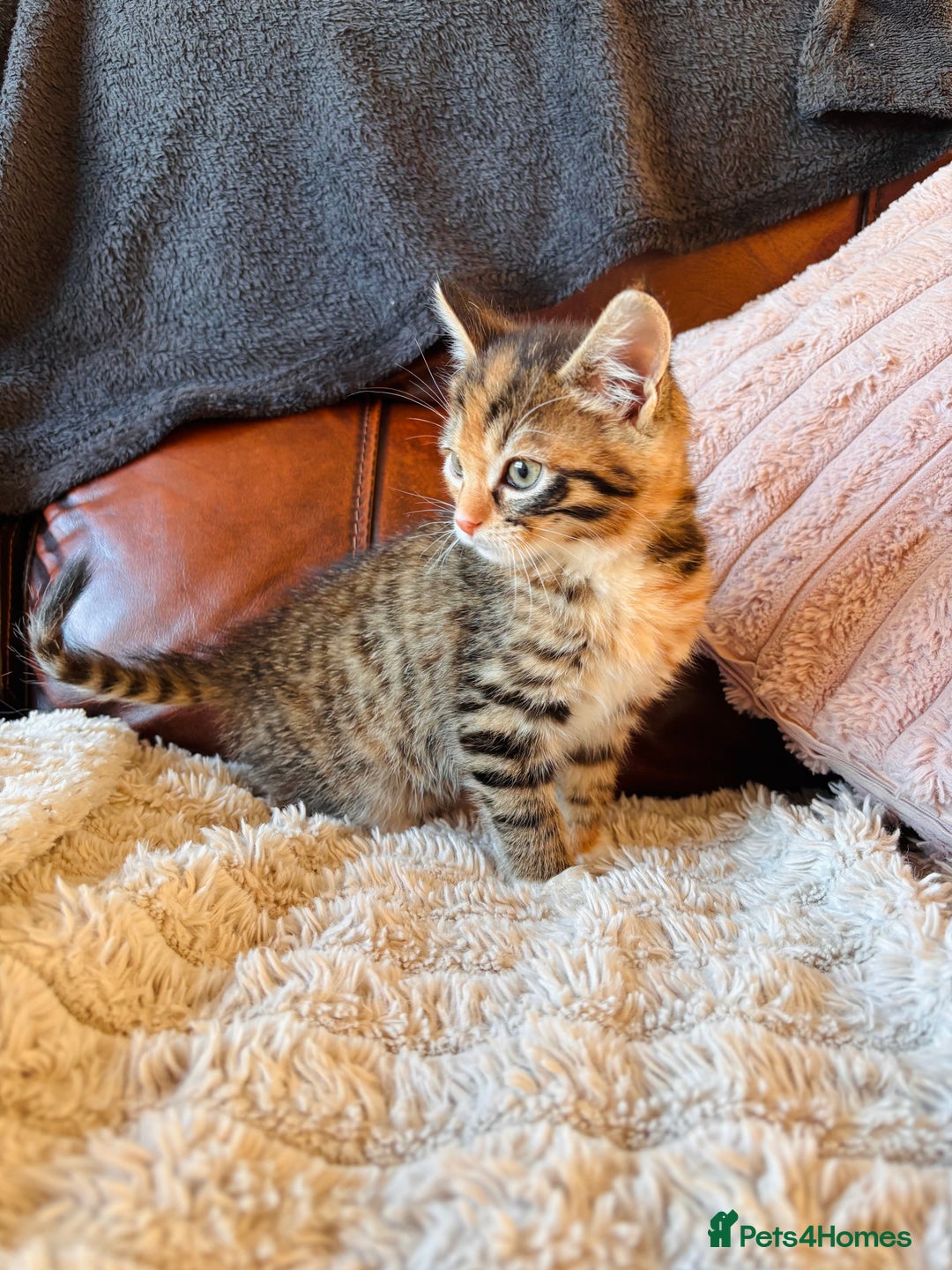 Bengal cats for sale: Mixed bengal male - Advert 5