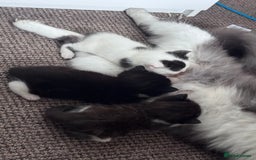 Maine Coon cats for sale: Mainecoon cross ragdoll - Image 5