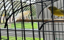 Canaries birds for sale: Pair of Canaries with Cage - Image 6
