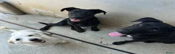 Mixed Breed dogs for adoption: Margot in Oxford - Advert 17