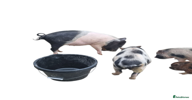 Pig livestock - Advert 3
