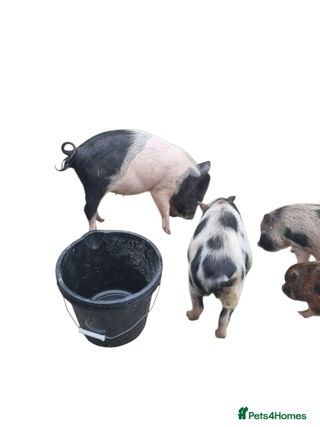 Pig livestock for sale: Micro pigs /t cup - Image 2