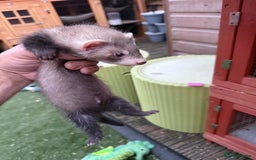 Ferret rodents for sale: Two hobs for sale. £40 each  - Image 5