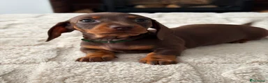 Miniature Dachshund 6 GREEN COLLAR 💚 