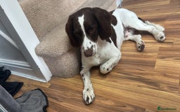 English Springer Spaniel dogs for stud: English springer spaniel stud - Image 3