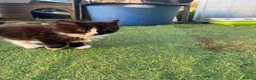 Mixed Breed cats for sale: Gorgeous Long Haired Tuxedo and Black Kittens - Advert 4