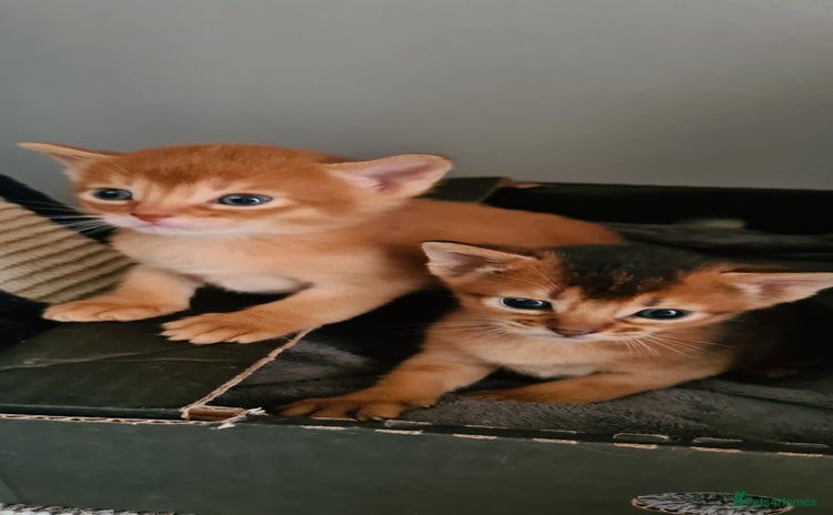 Abyssinian cats - Advert 5