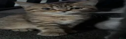 British Shorthair cats for sale: British short hair kittens ready to re home in Batley - Advert 6
