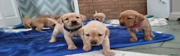 Labrador Retriever dogs for sale: Labrador fox red and golden puppy - Advert 1