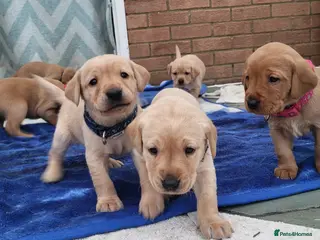 Labrador Retriever dogs Labrador fox red and golden puppy - Advert 1