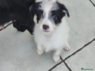 Mixed Breed dogs Lowchen (non Shedding like Poodle ) x Patterdale - Advert 2