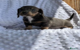 Miniature Dachshund dogs for sale: Miniature Dachshund Puppies  - Image 10