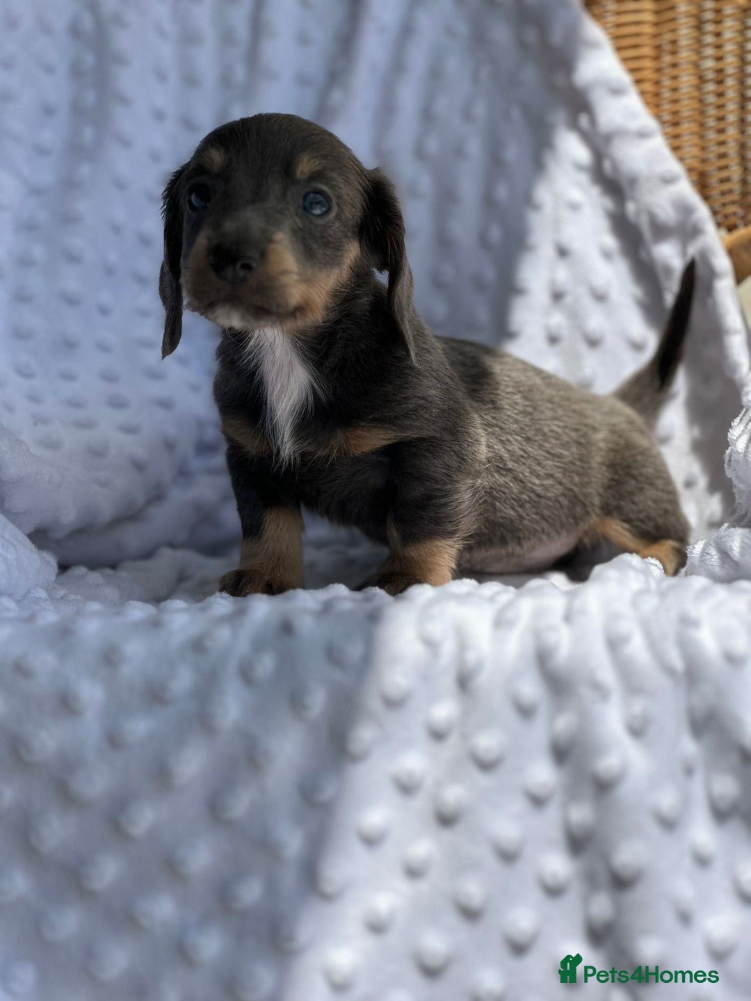 Miniature Dachshund dogs for sale: Miniature Dachshund Puppies  - Image 10