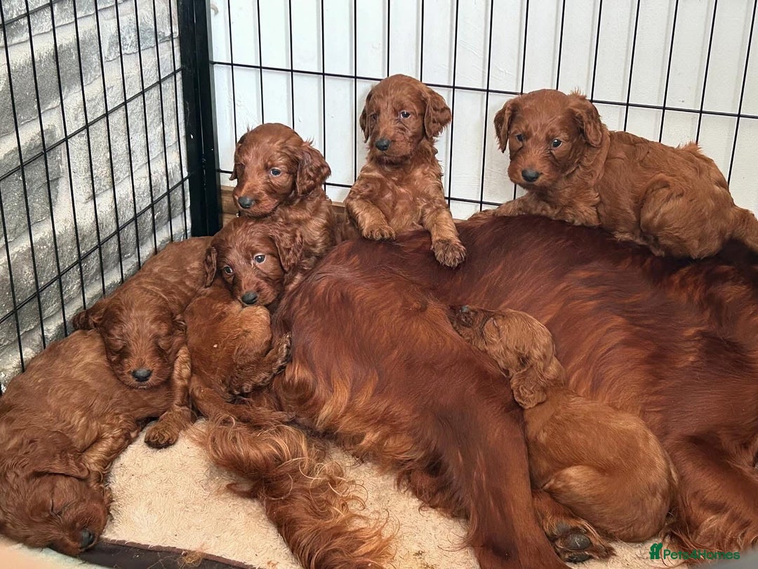 Irish Doodle dogs for sale: Irish doodles - Image 7