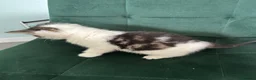 Norwegian Forest Cat cats for sale:     Four Adorable Kittens - Advert 9