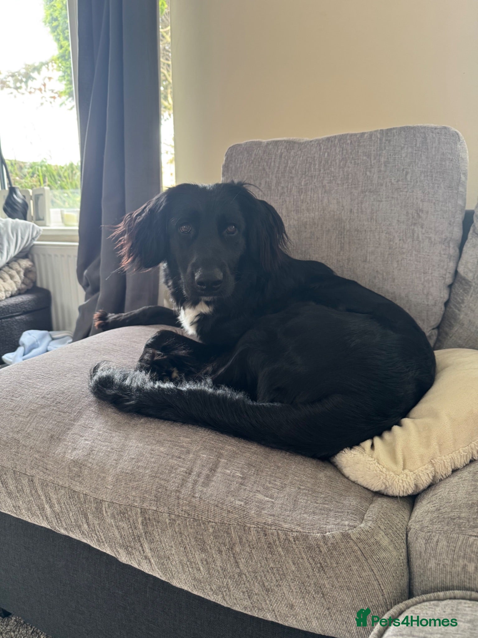 Mixed Breed dogs German shepherd / springer mix - Advert 1
