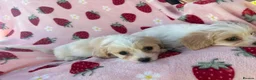 Cavapoo dogs for sale: Cavapoo puppies - Advert 15