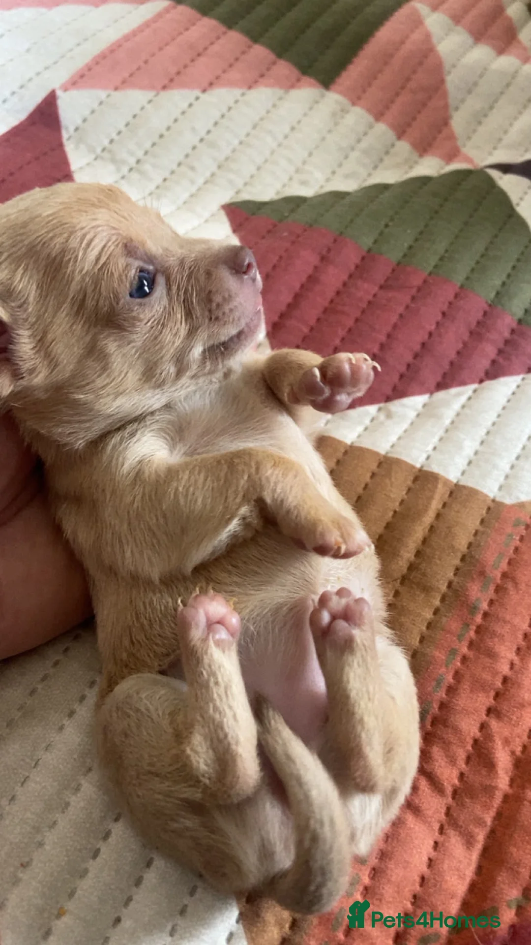 Chihuahua dogs for sale: 3 beautiful Chihuahua puppies  - Advert 11