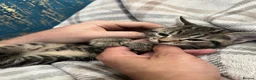 Mixed Breed cats for sale: 🐾 GORGEOUS KITTENS READY FOR THEIR NEW HOMES! 🐾 - Advert 12