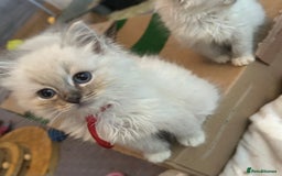 Ragdoll cats for sale: Lynx mitted ragdolls  - Image 1