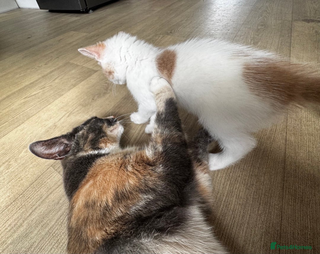 Mixed Breed cats for sale: Two male kittens  - Image 5
