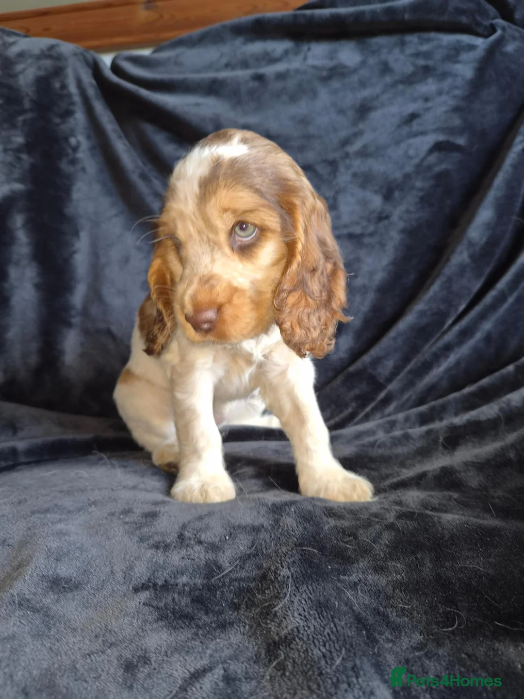 Cocker Spaniel dogs for sale: Kc reg show cocker spaniel - Advert 17