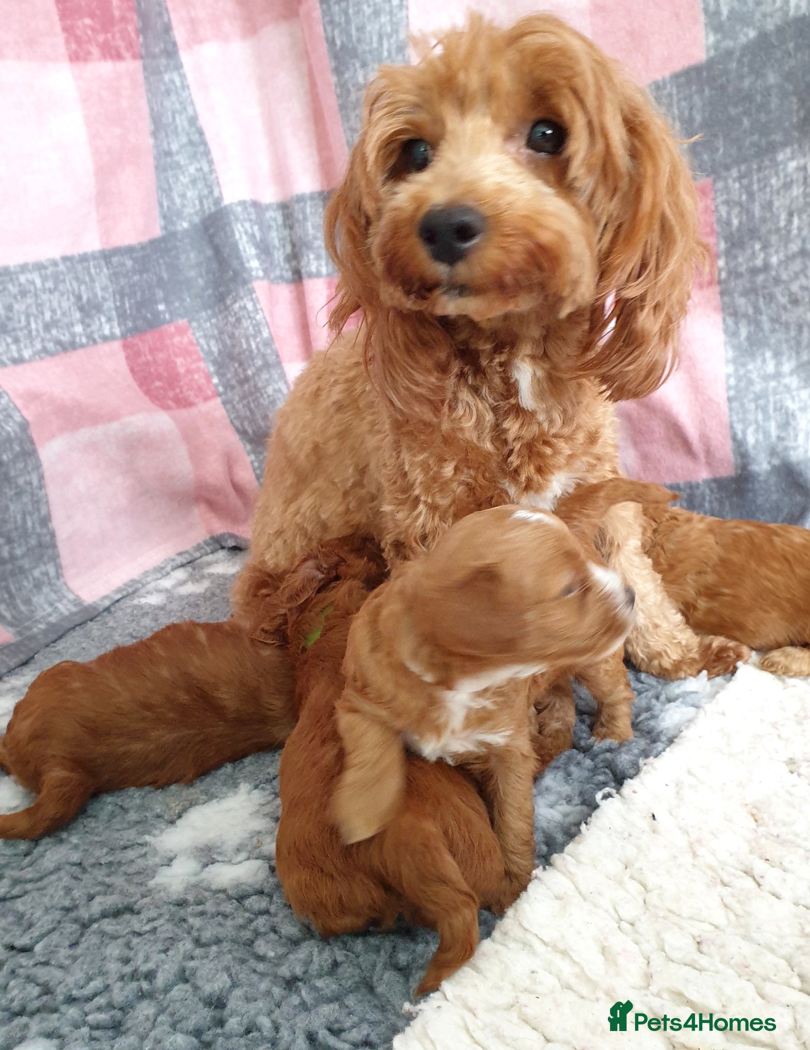 Mixed Breed dogs for sale: F1bb Cotonoodle, health tested parents red/apricot - Advert 2
